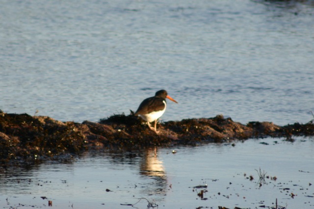 david_oystercatcher