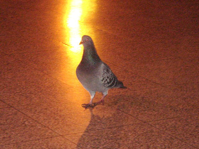 pigeon