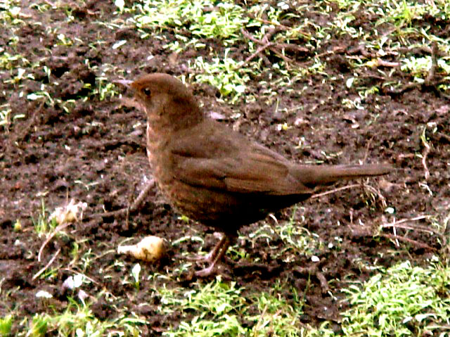 female_blackbird