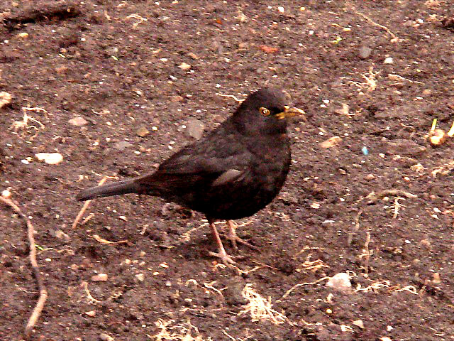 juv_male_blackbird