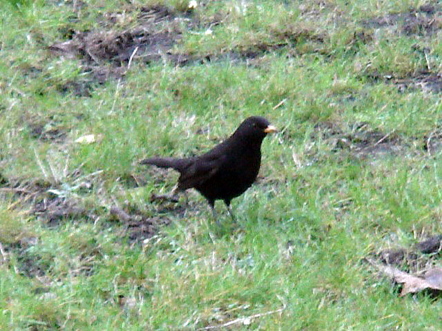 male_blackbird