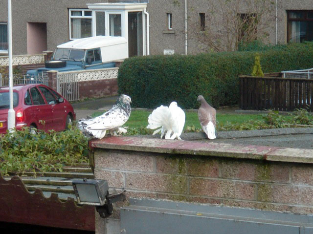 13pigeons