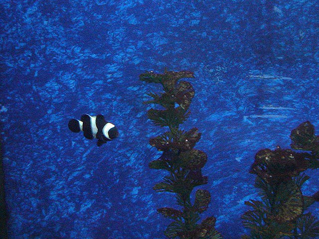 27coralreef