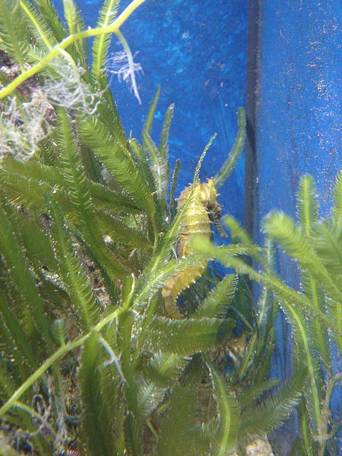 28seahorse