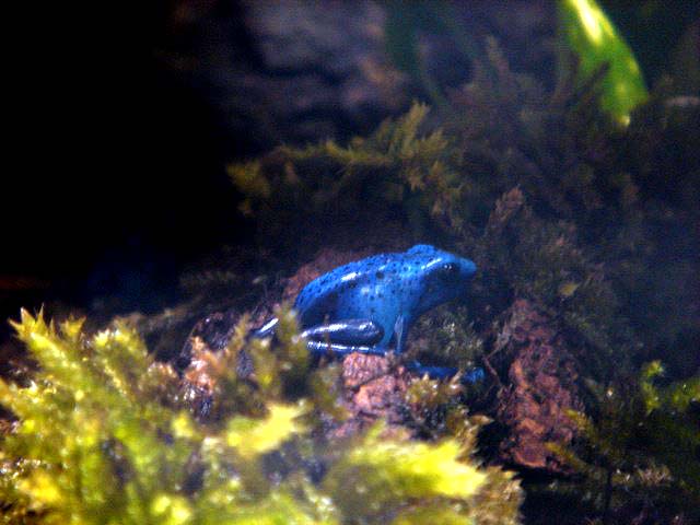 31poisondartfrog