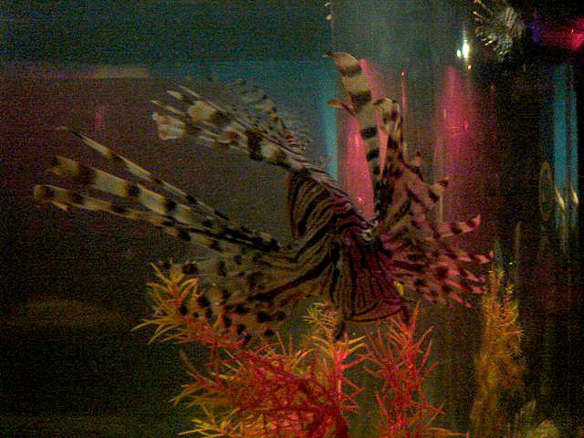 32lionfish