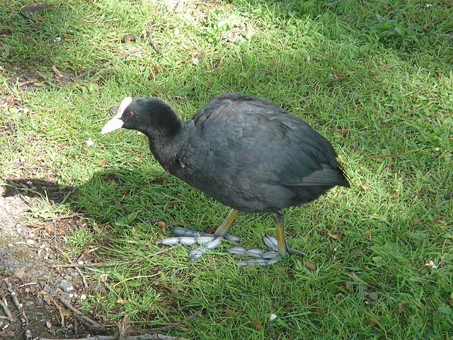 14coot