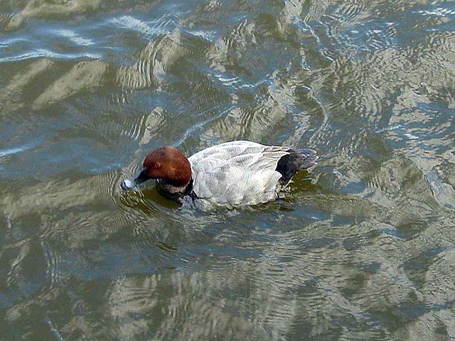 20pochard