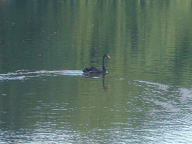 21blackswan