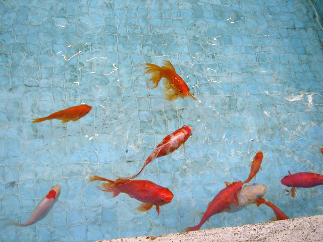 royal_museum_fish