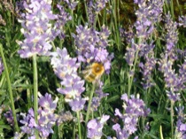 36bee1