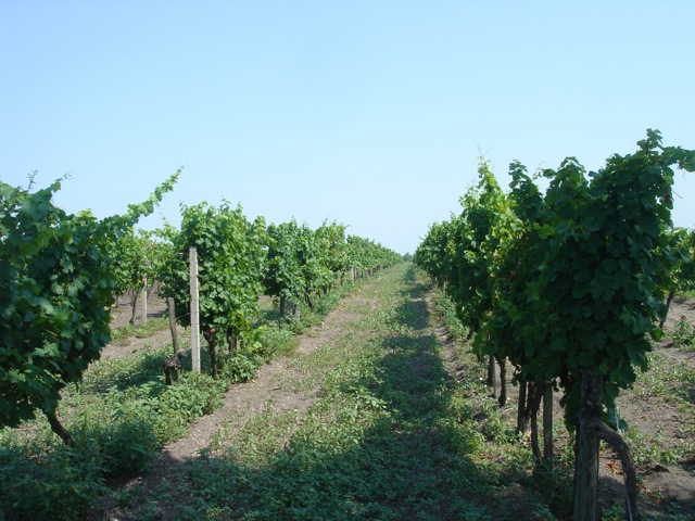 10vinyard