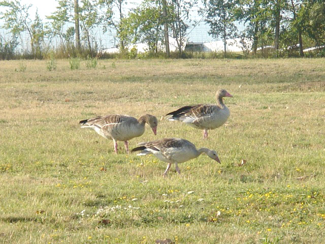 15geese