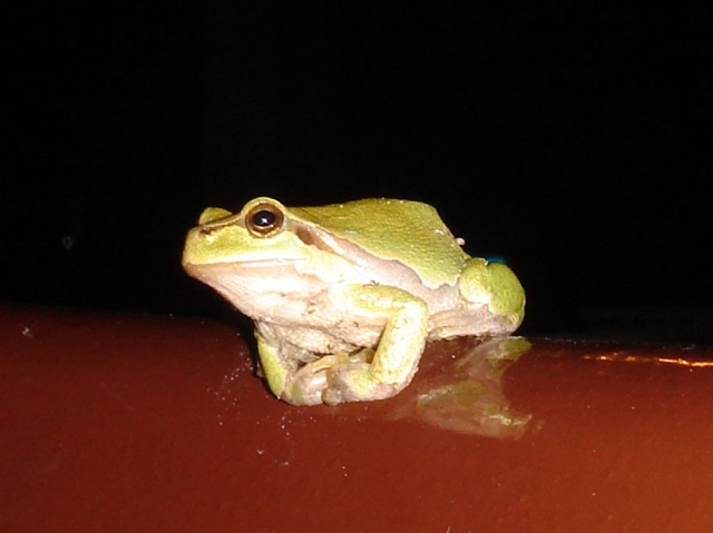 23frog