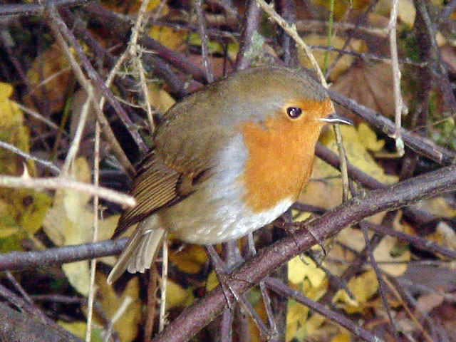 07robin