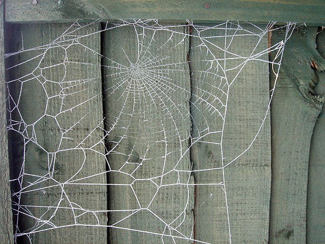 02frostweb