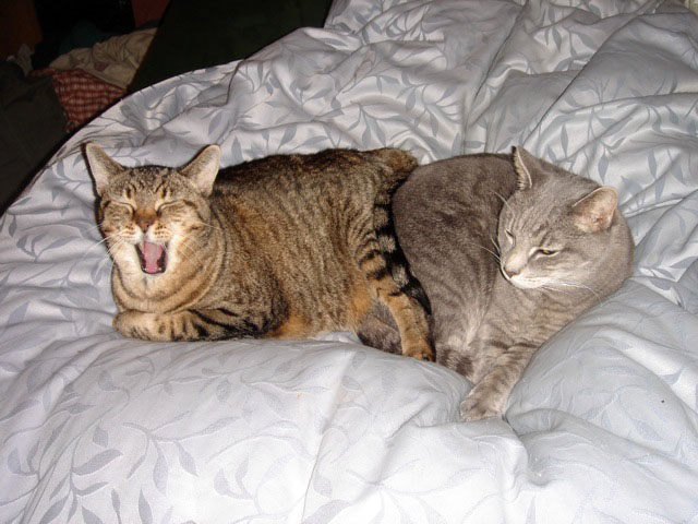 03kitties