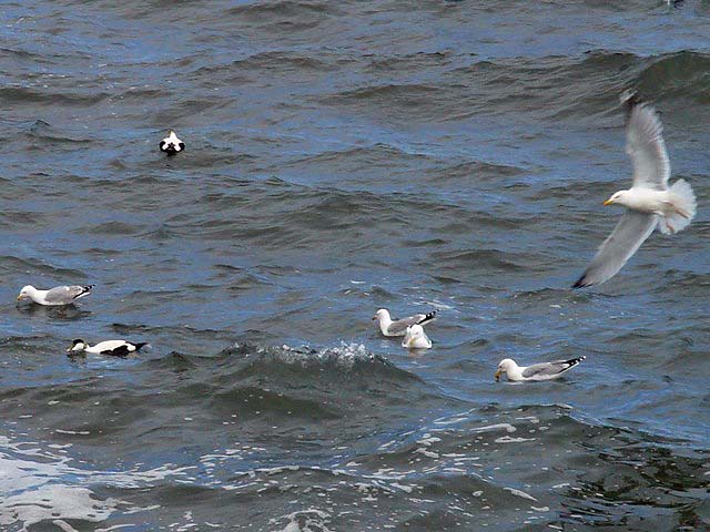 08seabirds