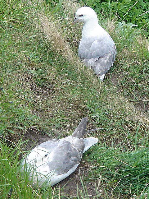 23fulmars