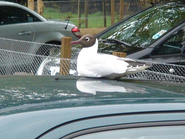 30blackheadedgull