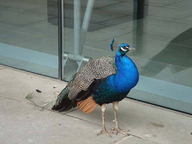 32peacock