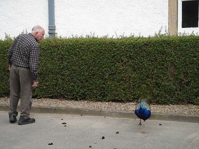 34dadpeacock