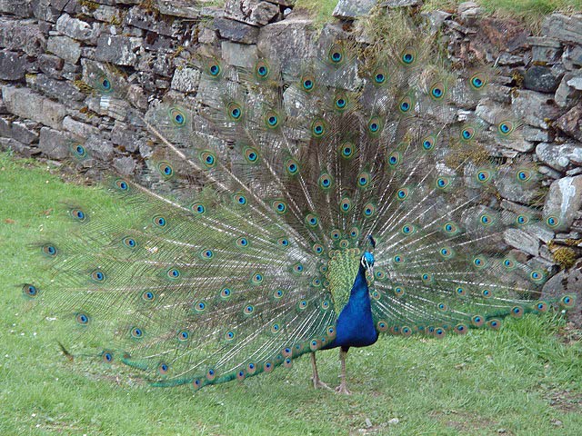 35olderpeacock