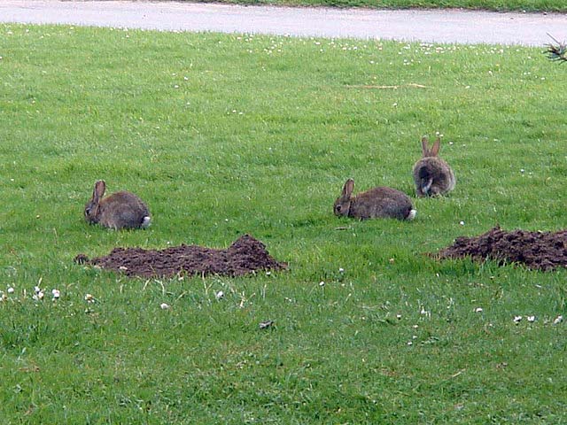 36rabbits