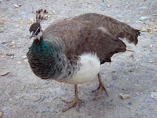 37peahen