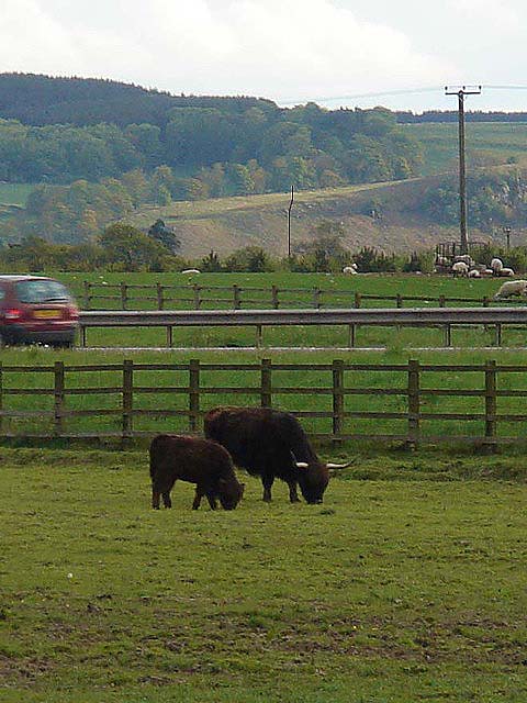 48andcalf