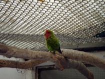 37parrot