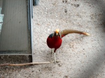 38pheasant