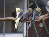 40cockatiel