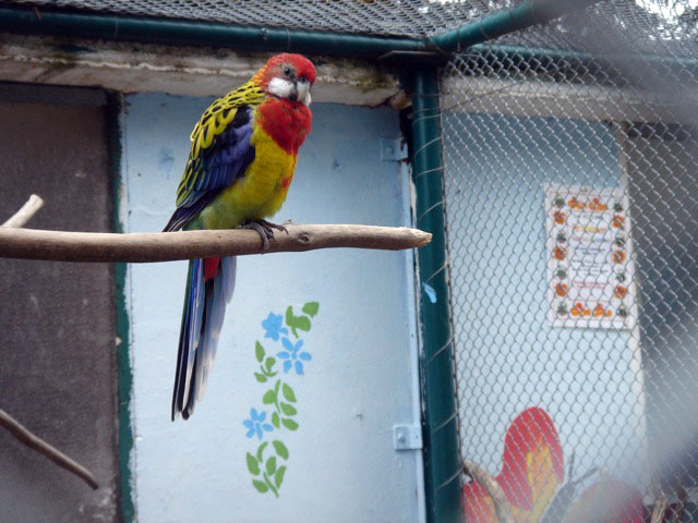 42parrot