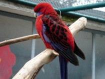 43parrot