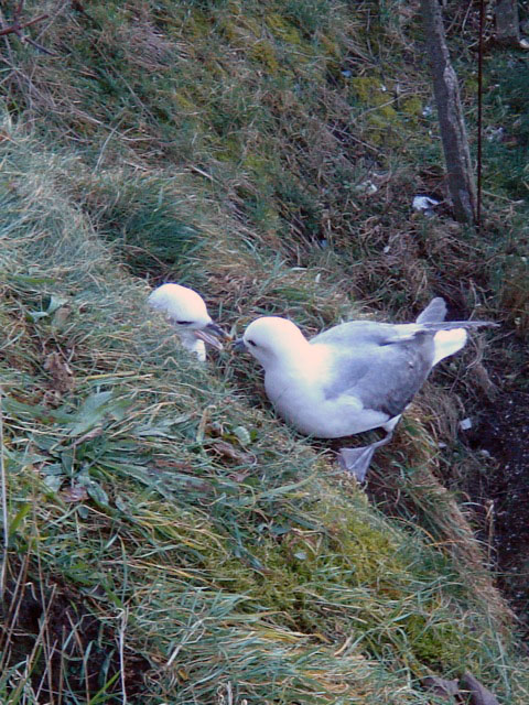 09fulmars