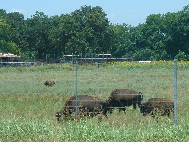 02buffalo