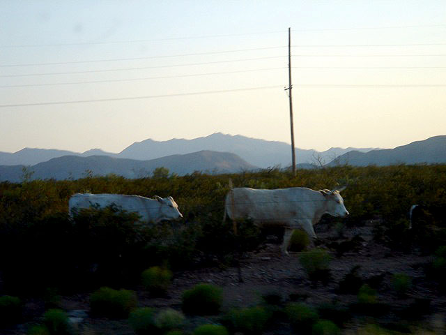 10cattle