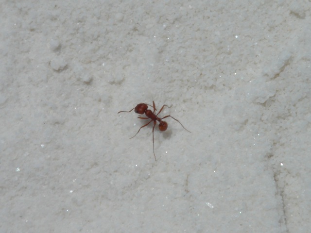 18antsands