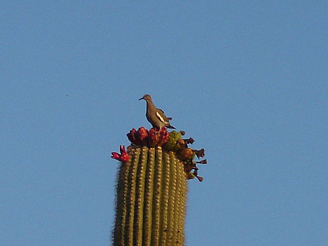 31dove
