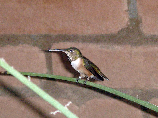 45hummingbird