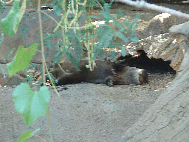 49otter