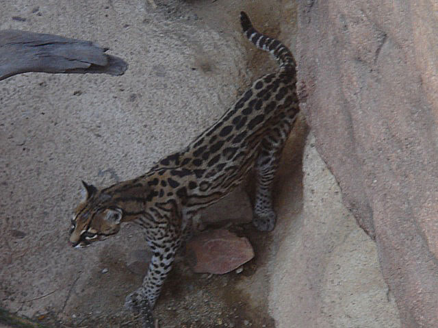 50ocelot