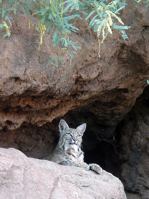 51bobcat
