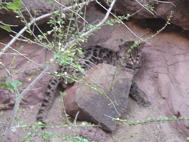 52margay