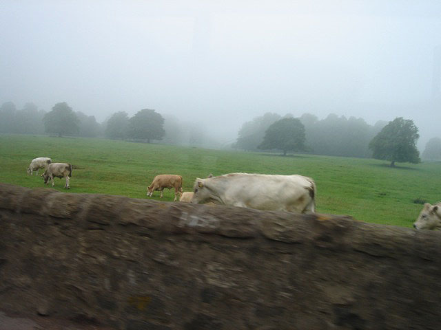 67cattle