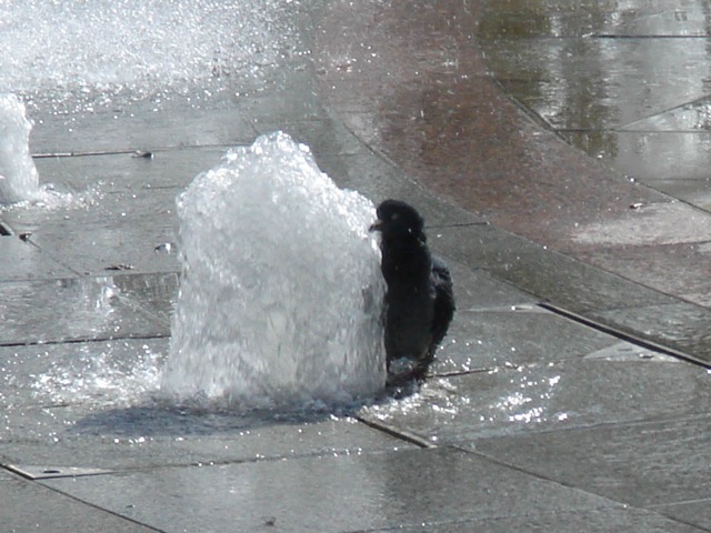 13pigeonbath