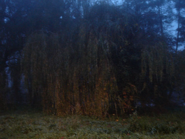 12willow