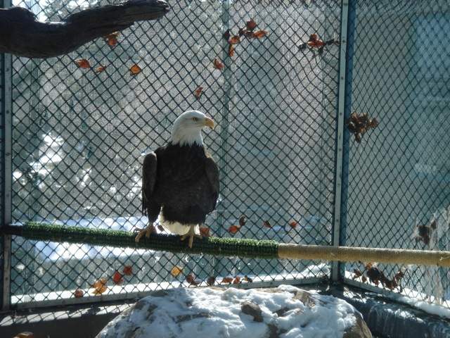 29baldeagle