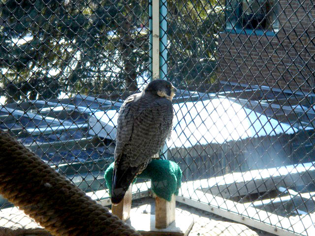 30peregrine